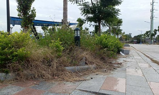 Cỏ mọc um tùm ở công viên nút giao Nam Cầu Bính, phường Hồng Bàng, Hải Phòng. Ảnh: Mai Dung