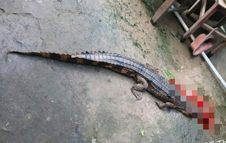 The crocodile appeared in Tay Ninh and was beaten to death by local people. Photo: Provided by the people