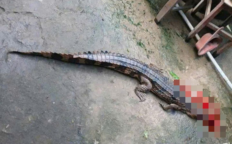 The crocodile appeared in Tay Ninh and was beaten to death by local people. Photo: Provided by the people