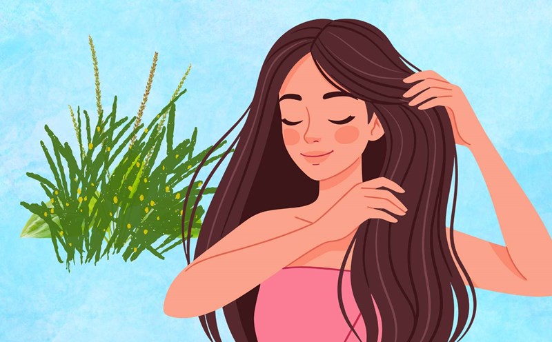 Unexpected uses of betel grass for hair. Graphic photo: Hoang Loc