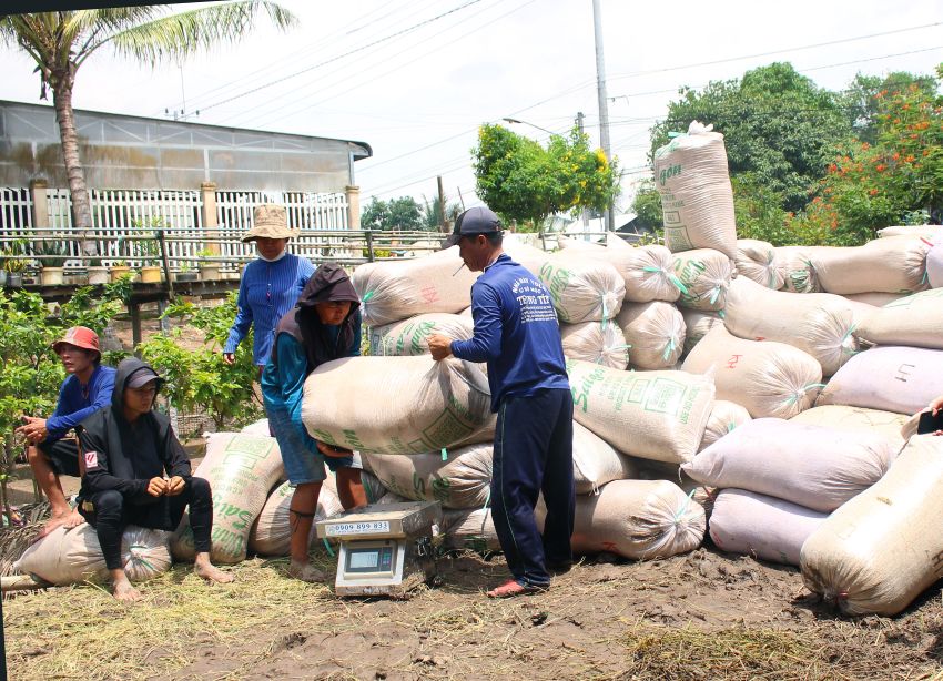 Nong dan vung Dong Thap Muoi thu hoach lua. Anh: Thanh Mai