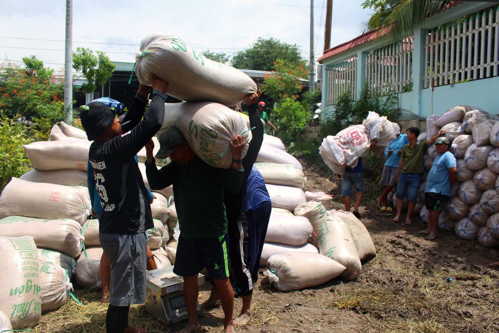 Thi truong xuat khau lua gao tiem an kho khan se anh huong truc tiep den loi nhuan nguoi trong lua. Anh: Thanh Mai