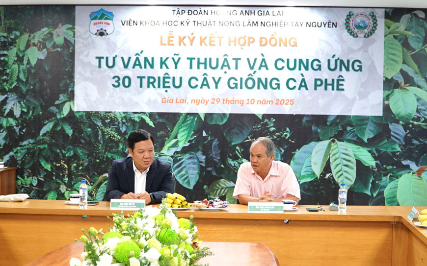 Bau Duc (a droite) apres le succes du modele de bananes et de fraises exportees souhaite developper des milliers d'hectares de cafe. Photo : Thanh Tuan