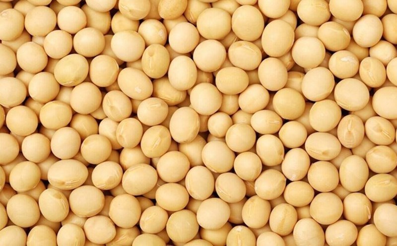 Soybeans can be an alternative to animal protein, contributing to the natural reduction of uric acid. Photo: Kieu Vu.