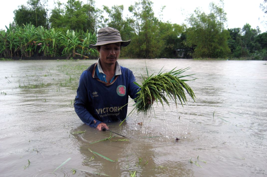 Khi dinh lu dang cao va dien bien phuc tap se anh huong den sinh hoat, san xuat cua nguoi dan. Trong anh, nguoi trong lua vung An Giang  bi anh huong trong mua lu 2011. Anh: Thanh Mai 