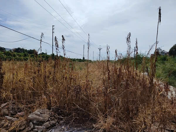 Propose that some cases of land recovery will not be compensated. Photo: Xuyen Dong