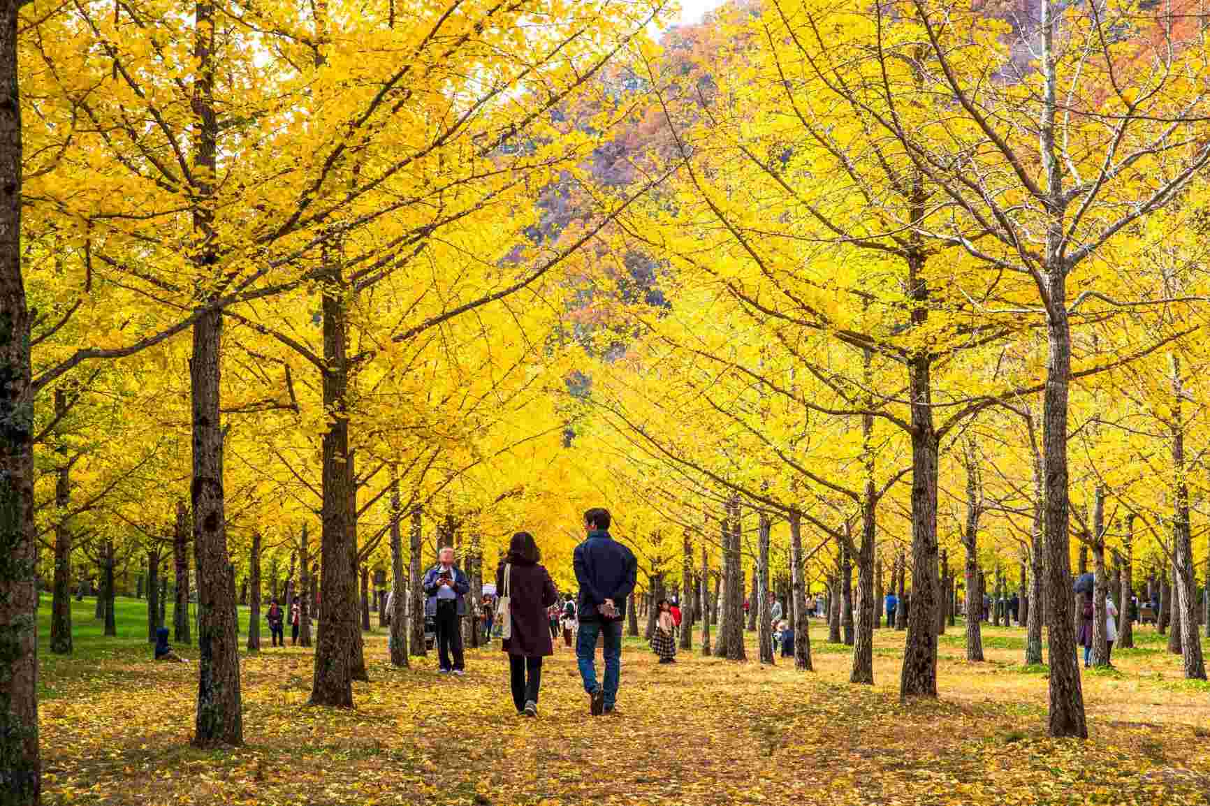 Nhung canh rung bach qua nhuom vang khi mua thu ve o Hongcheon, tinh Gangwon, Han Quoc. Anh: KTO