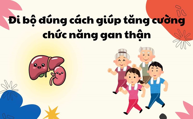 Walking properly helps enhance liver and kidney function