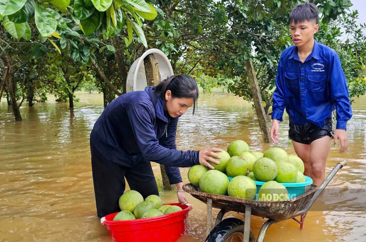 Les habitants de la capitale du pamplemousse ont essaye de recuperer les fruits qui pouvaient etre vendus pour alleger le fardeau economique. Photo : Van Duc.