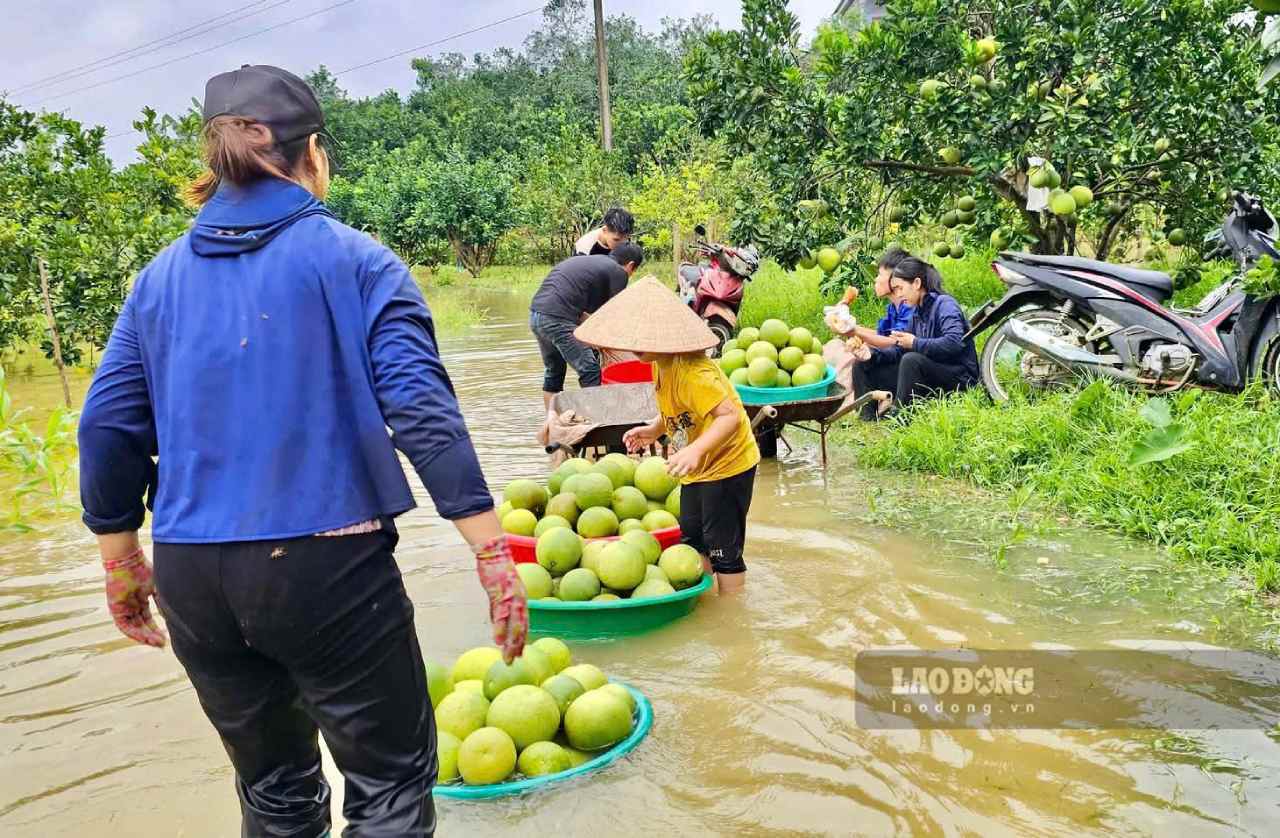 Nguoi dan tranh thu nuoc rut ra thu hoach nhung qua con co the ban de vot vat lai cong cham soc. Anh: Van Duc