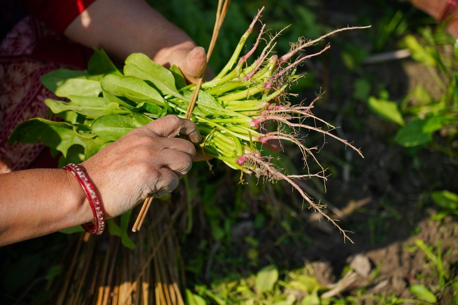 緑黄色野菜は栄養価が高いが、食べ過ぎたり、毎日の食事でバランスが取れていないと腎臓結石を引き起こすリスクが潜んでいる。写真:Xinhua.