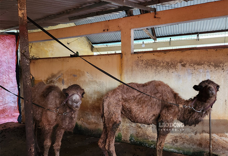 De nombreux animaux etranges et rares apparaissent continuellement a Cao Bang. Photo : Tan Van