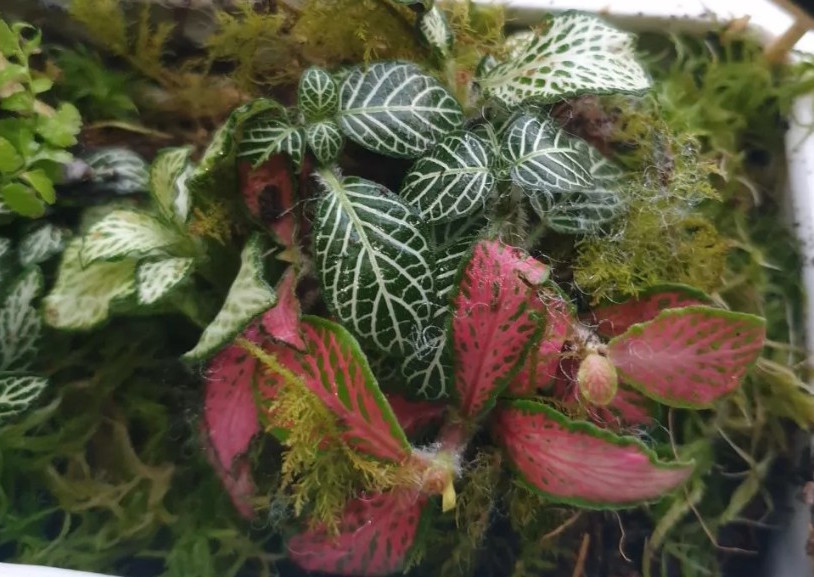 Proper care of velvet fruits will always be lush and thrive. Photo: Thu Huong