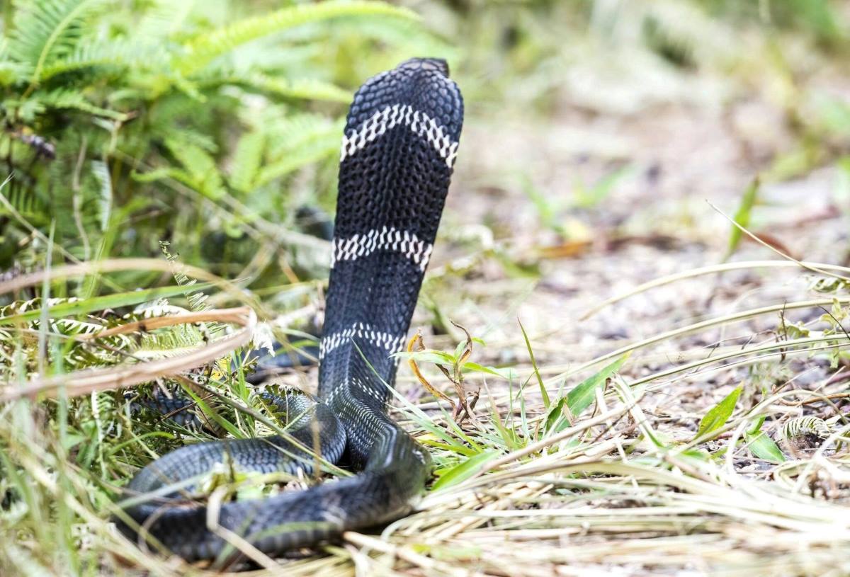 The snake Ophiophagus hannah is exposed to the sun on monitoring line 3 in the evergreen evergreen broadleaf rainforest ecosystem on the ground. Photo: Bai Tu Long National Park Management Board