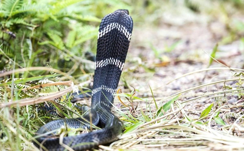 The snake Ophiophagus hannah is exposed to the sun on monitoring line 3 in the evergreen evergreen broadleaf rainforest ecosystem on the ground. Photo: Bai Tu Long National Park Management Board