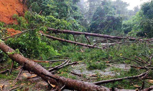 Sạt lở, cây rừng ngã đổ nằm la liệt khiến đèo Gia Bắc trên Quốc lộ 28 (Lâm Đồng) đang bị ách tắc. Ảnh: Phúc Khánh