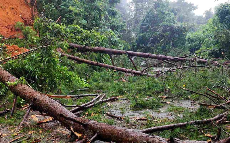 Landslides and fallen forest trees are lying everywhere, causing Gia Bac Pass on National Highway 28 (Lam Dong) to be blocked. Photo: Phuc Khanh