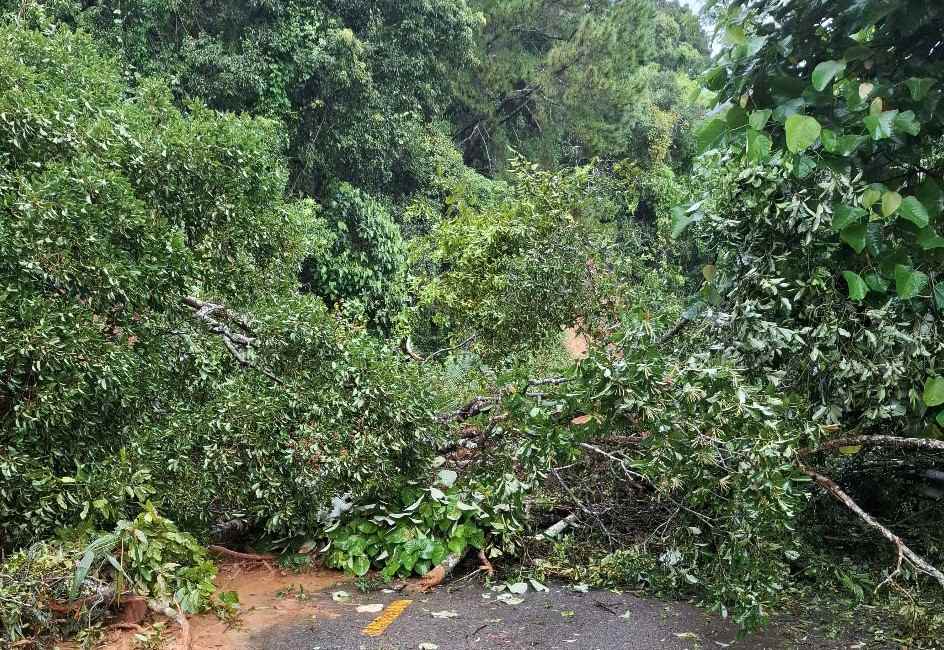 Cay rung nga do chan ngang duong tren deo Gia Bac. Anh: Phuc Khanh