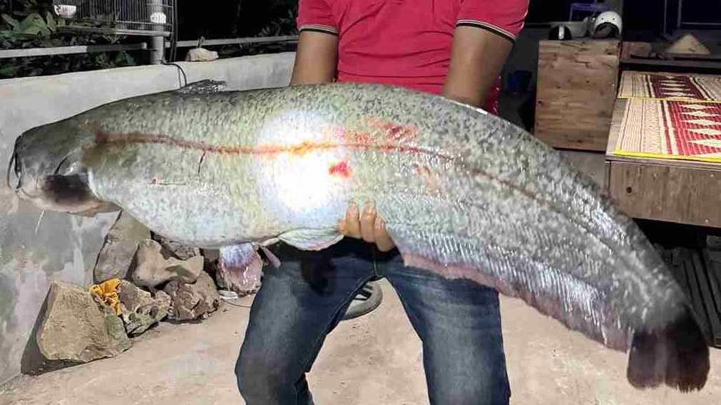 Anh Tuan Minh sostiene un pez pequeño de mas de 20 kg recien pescado en un estanque de pesca en Hung Yen. Foto: Persona proporcionada