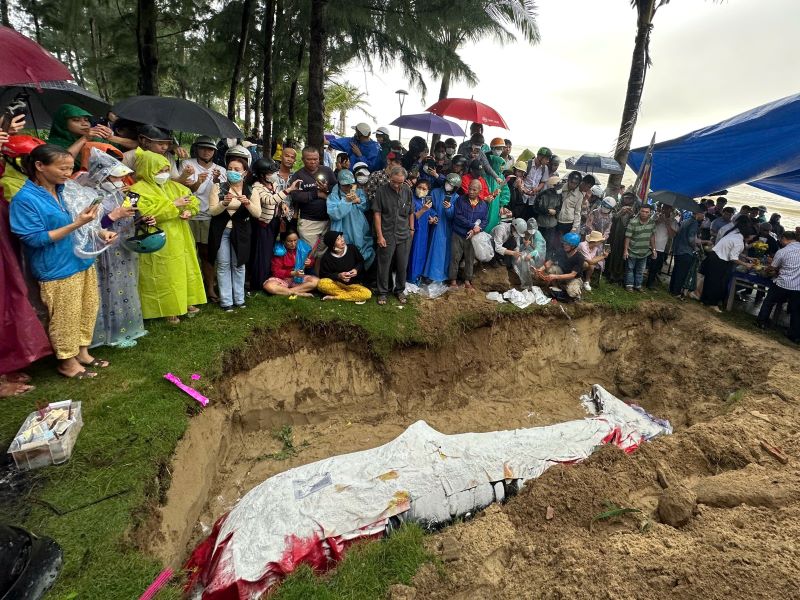 Da Nang people use the rain to bury the whale drifting ashore. Photo: Tran Thi