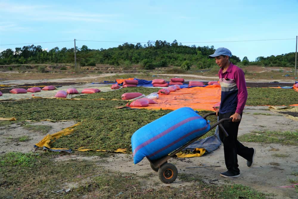 Xa Ia Phi la vung nong nghiep tru phu voi dien tich ca phe rong lon. Anh: Phong Lan