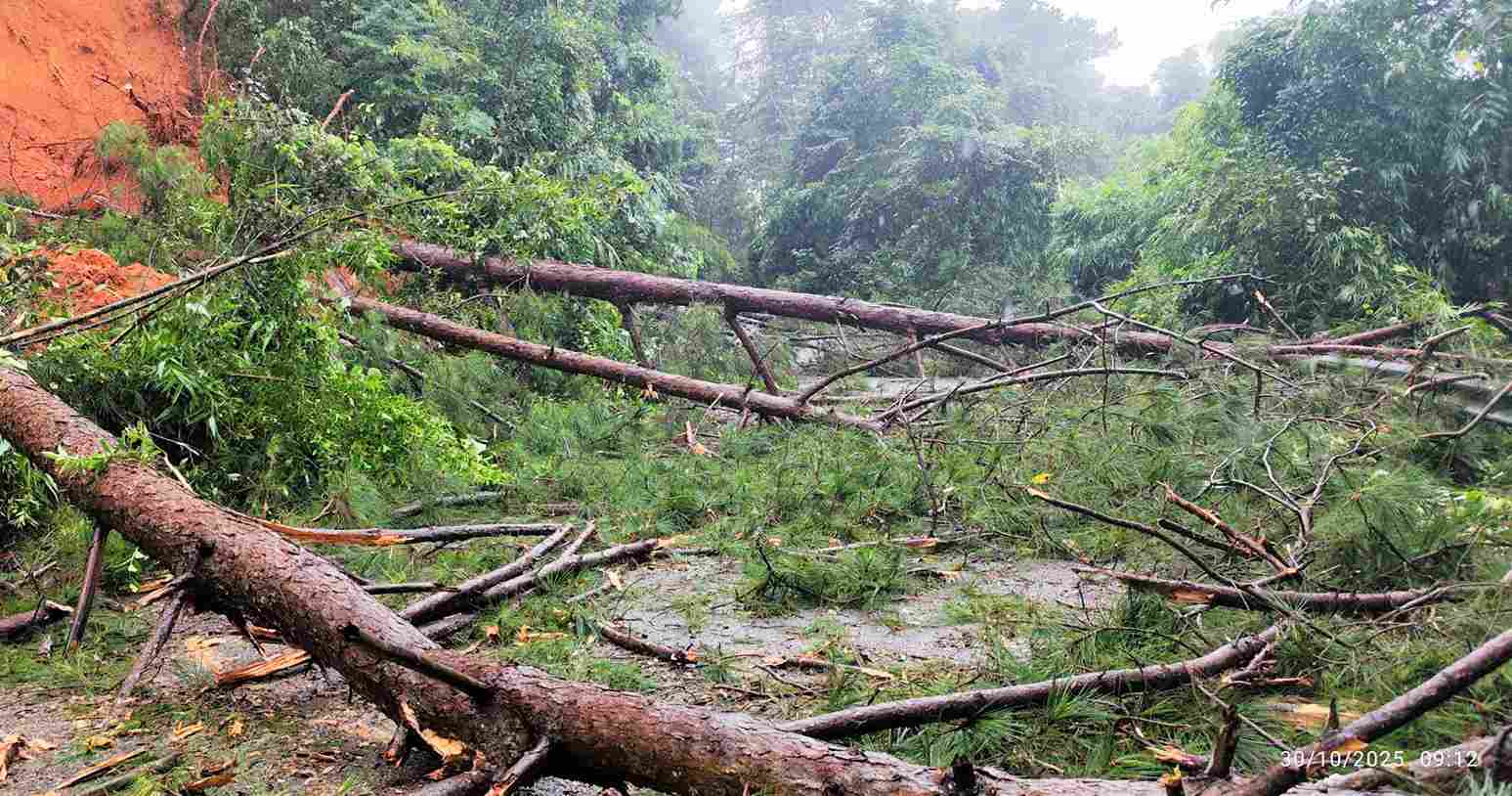 Cay rung nga do ngon ngang tren deo Gia Bac vao sang nay 30.10. Anh: Phuc Khanh