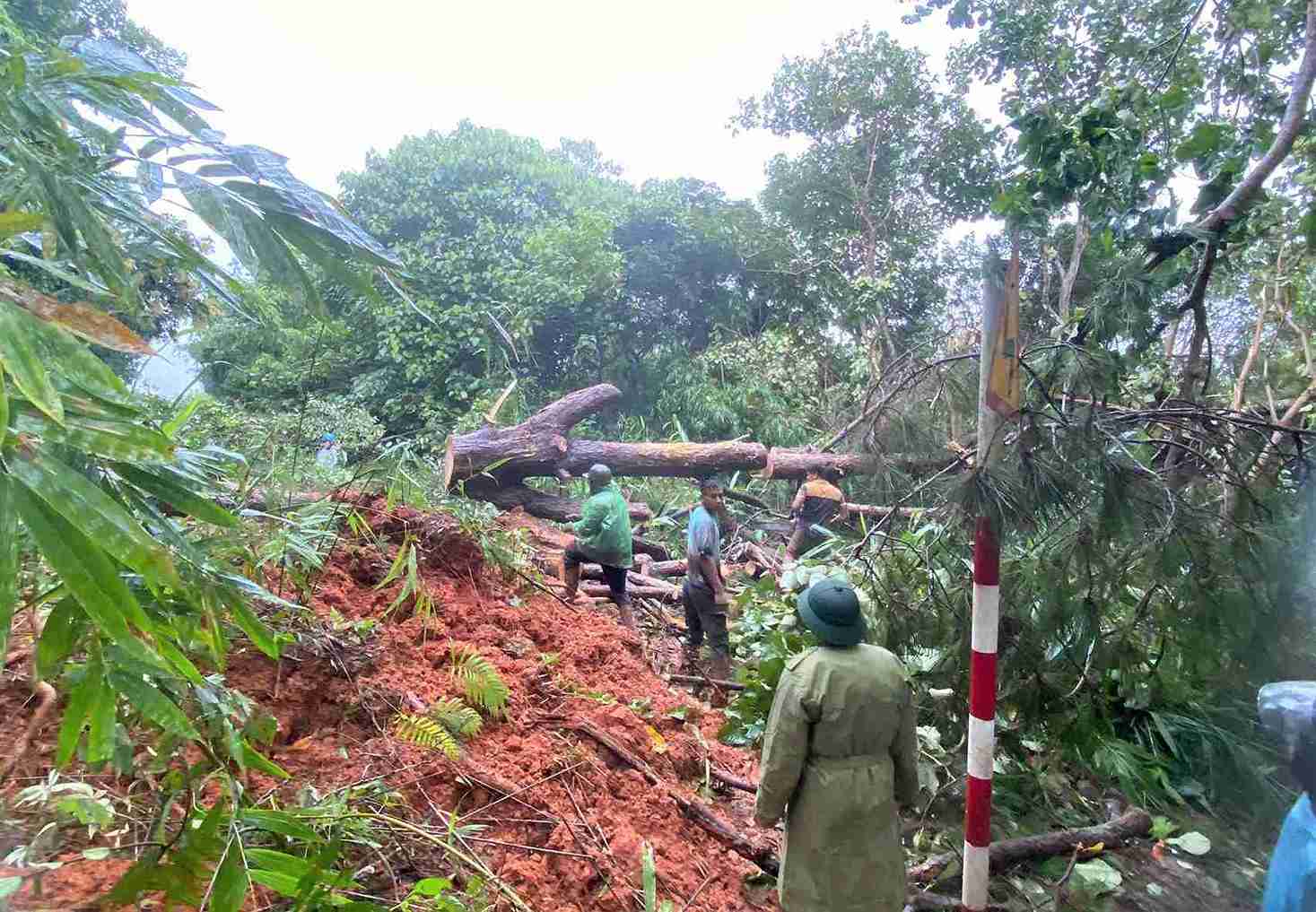 Cay rung co duong kinh lon nga do xuong duong tai hien truong sat lo. Anh: Phuc Khanh