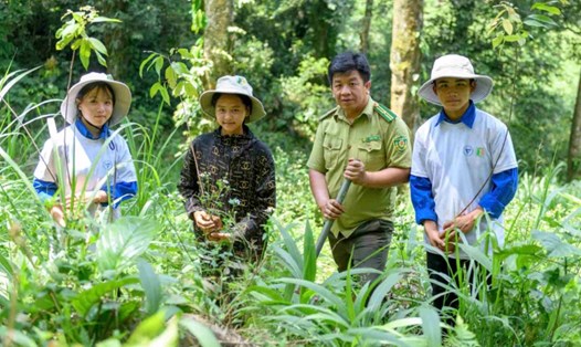Các tổ chức bảo tồn mở các chiến dịch trồng cây vá rừng. Ảnh: Đức Vân