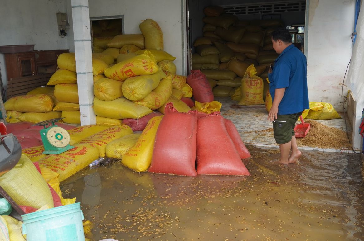 Vua lua cua ong Tran Van Khanh bi nuoc tran vao lam uot lua. Anh: Phuong Anh