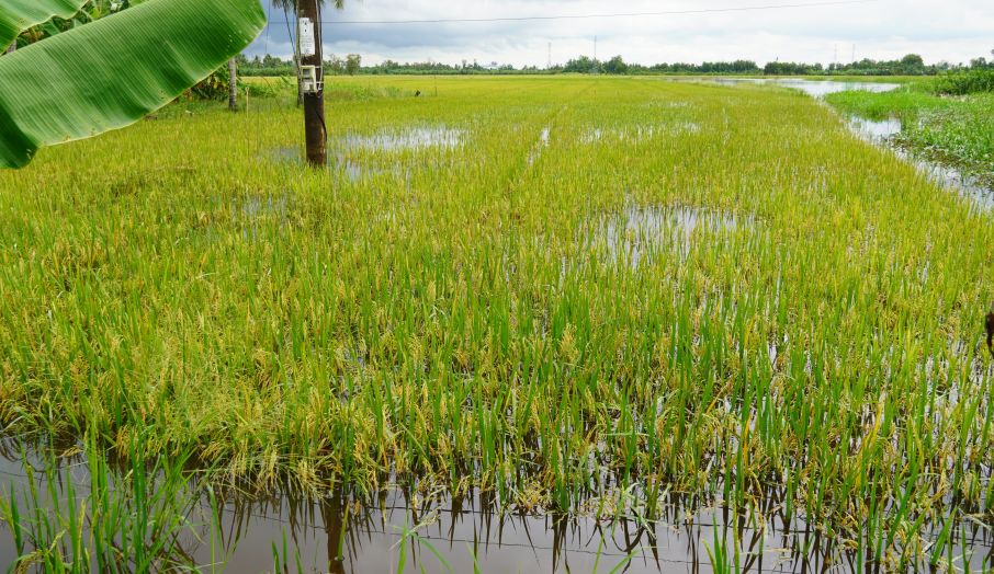 Mot ruong lua gan den ngay thu hoach tren dia ban xa My Huong (TP Can Tho) bi nuoc ngap den tan ngon. Anh: Phuong Anh