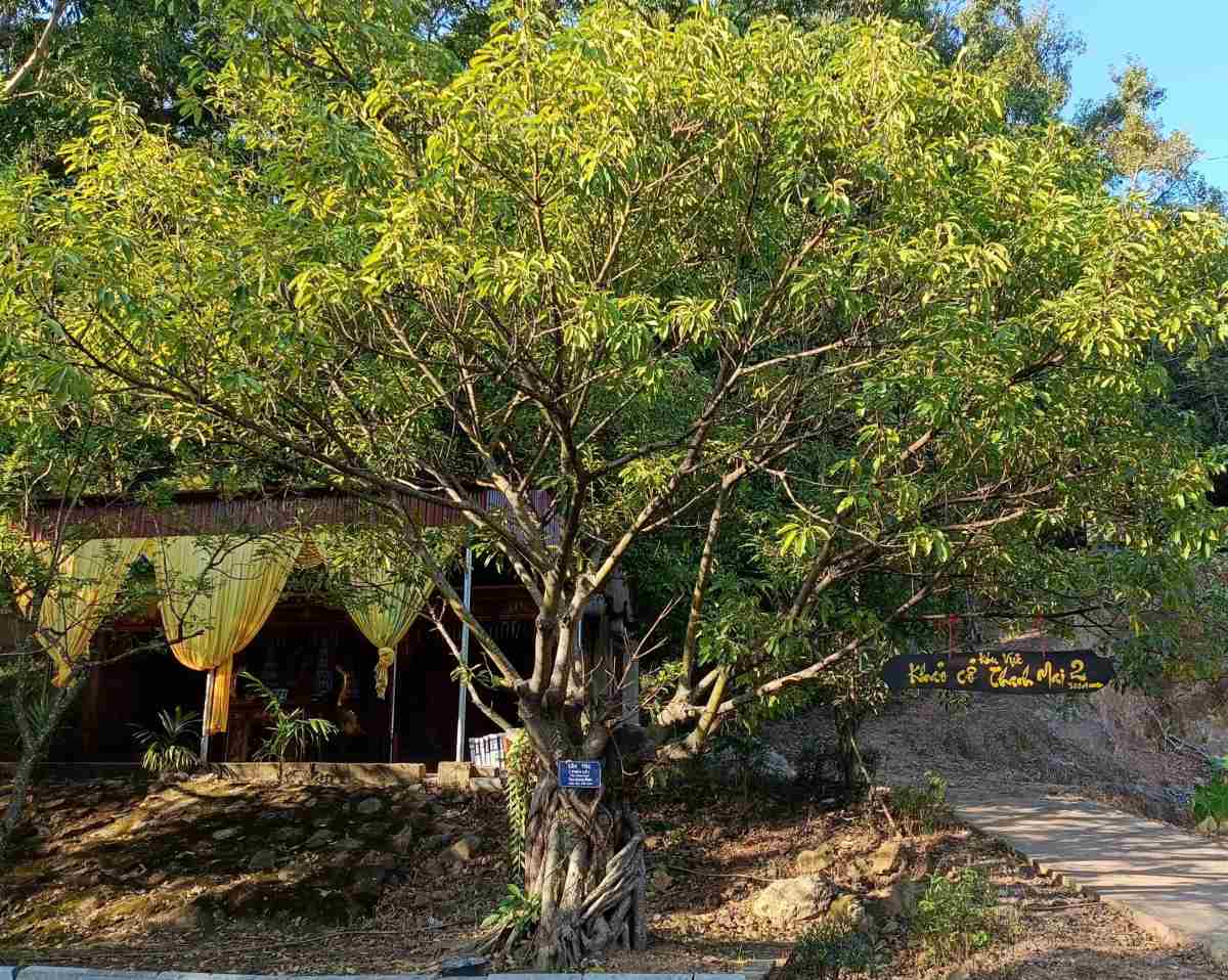 Cay tuc 200 tuoi xanh mat ngay phia san ngoai cua chua. 