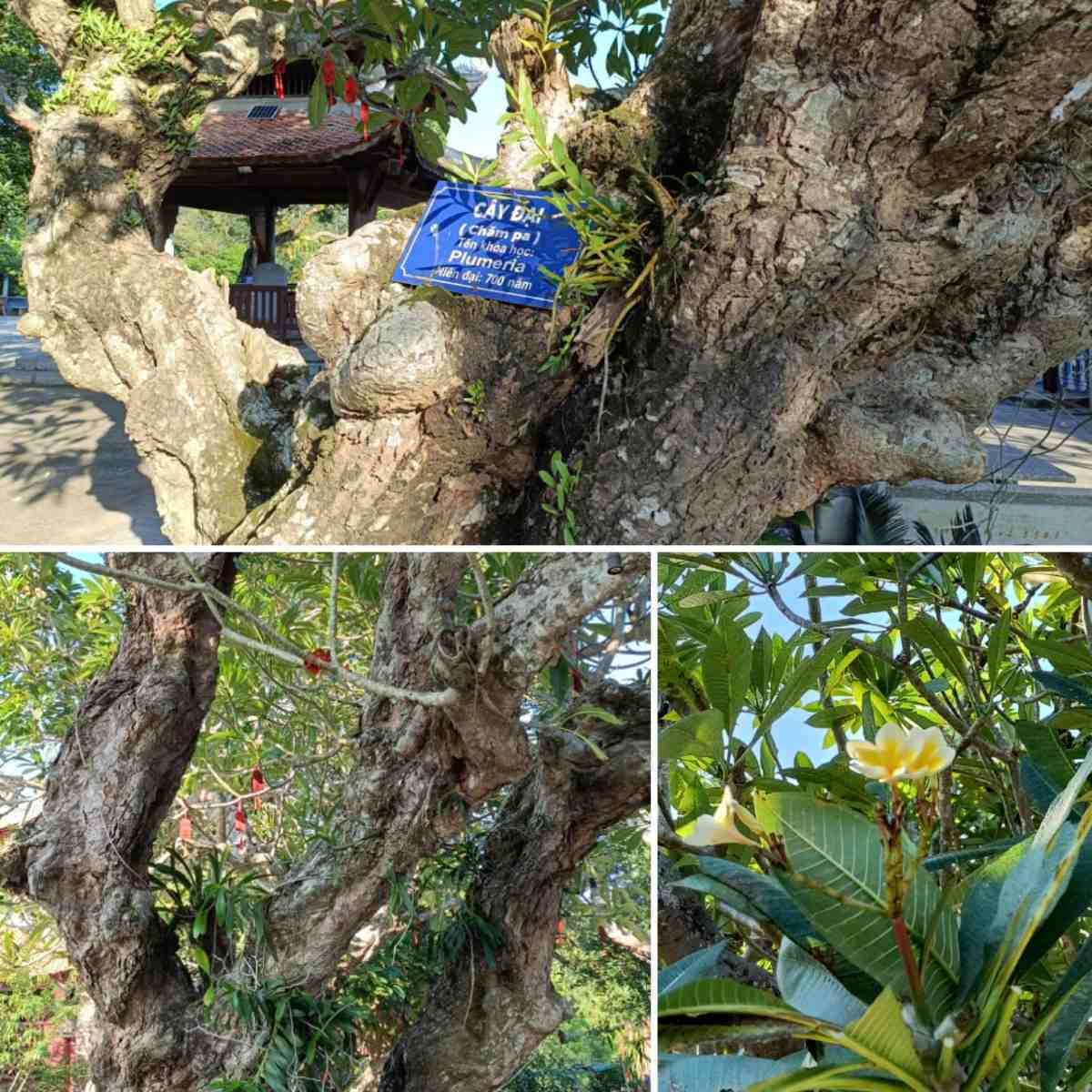 Phai ke den cay dai phia truoc nha bia Thanh Mai Vien thong thap bi co tuoi doi 700 nam. Cay cao chung 5-7m, tan rong ca tram met. Goc cay xu xi, van ven. Tu goc cay moc ra nhanh than nho huong ve cua chua. Dip cuoi thu, dau dong, hoa dai no ro, mui thom nhe nhang, toa rong khap khong gian chua. 