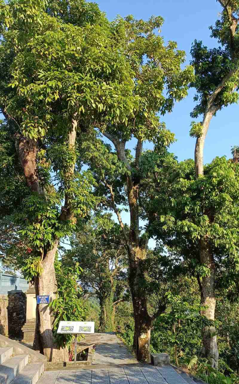 Hang chuc cay vai chua 600 nam tuoi doc duong tu tam quan den 