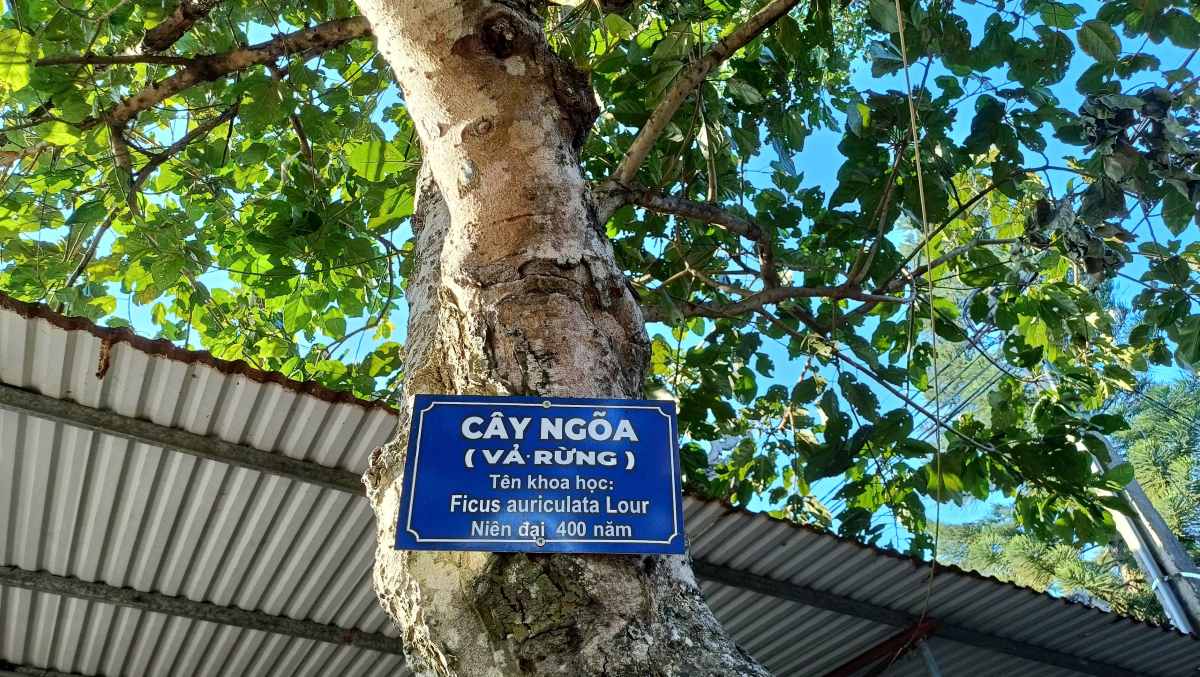 Trong khuon vien chua con co cay ngoa nien dai 400 nam. 