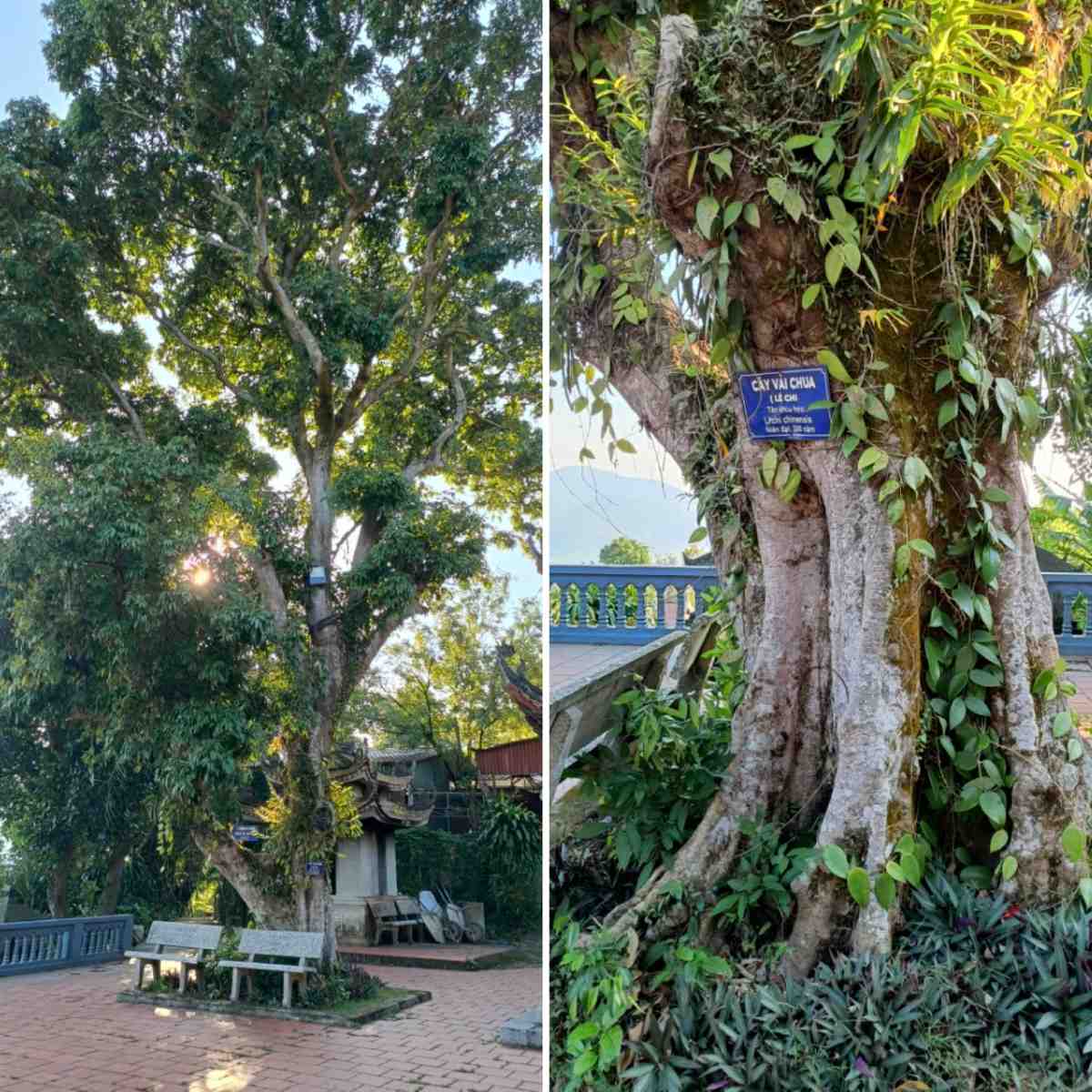 Bao quanh ngoi chua co la rat nhieu cay vai chua, co tuoi doi ngang voi lich su cua ngoi chua. Cay nao cay day xanh tot, sung sung tren nui Tam Ban, gop phan ton len ve dep cua di tich chua Thanh Mai. 