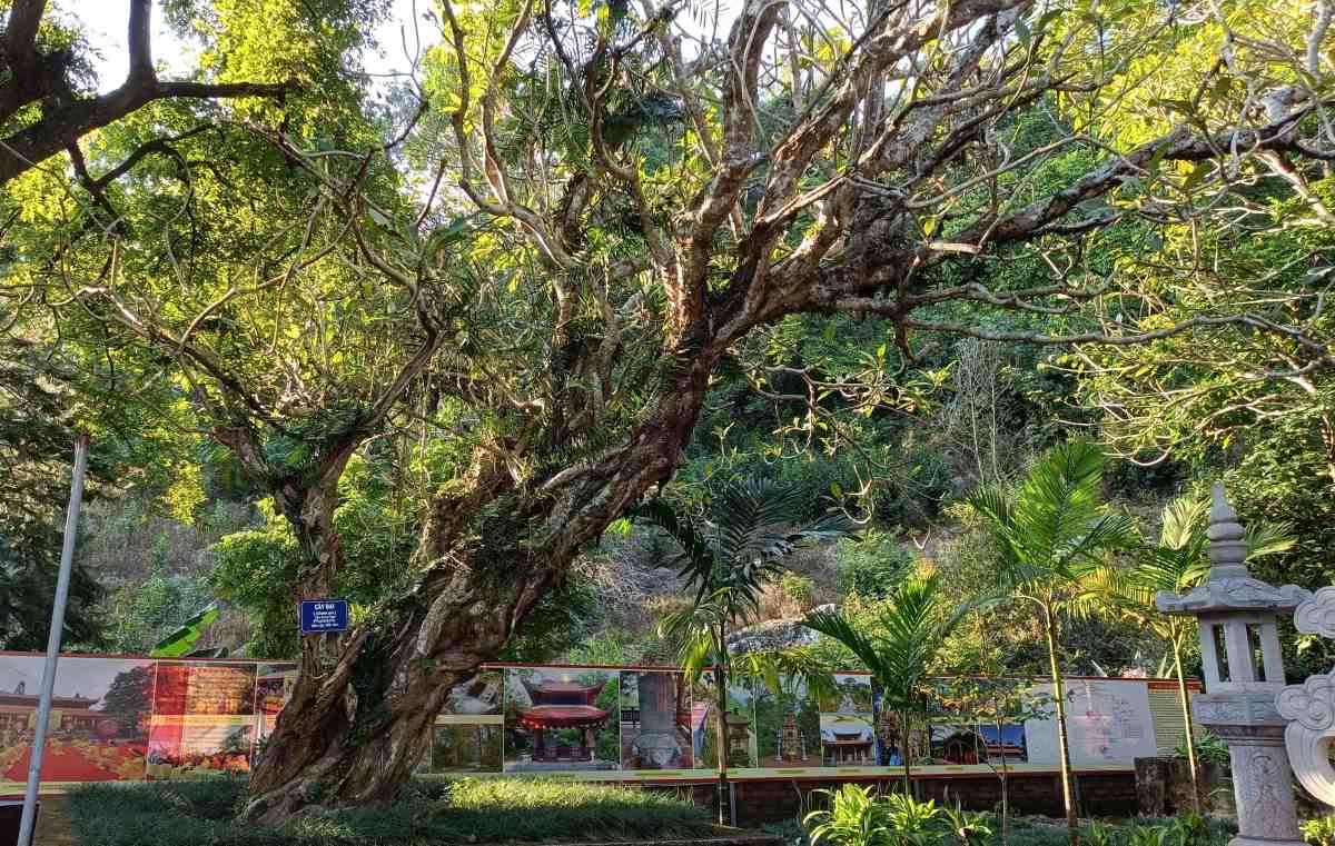 Cay dai phia trai toa Bao Thap than hinh uon luon, tan la xoe rong. 