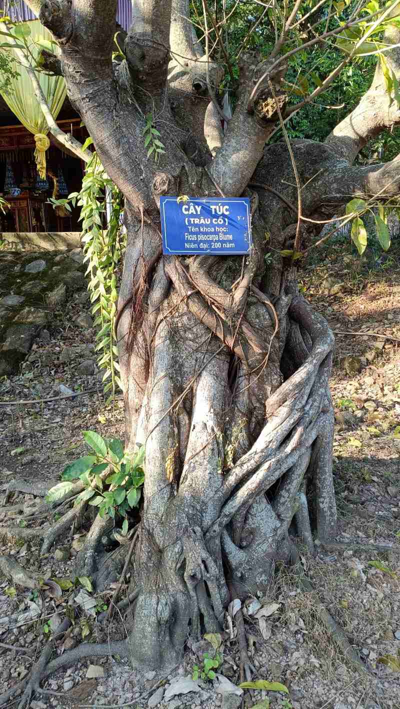 He thong cay xanh o chua Thanh Mai vo cung da dang voi hang chuc cay co thu tuoi doi hang tram nam. Vao cac dip le, Tet chua Thanh Mai la diem den hap dan nhan dan, phat tu trong hanh trinh ve thanh dia Phat giao Yen Tu.