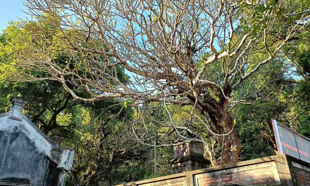 3 cay dai trai qua hon 6 the ki van xanh tot, soi bong mat cho toa Bao Thap va phia sau nha To. 