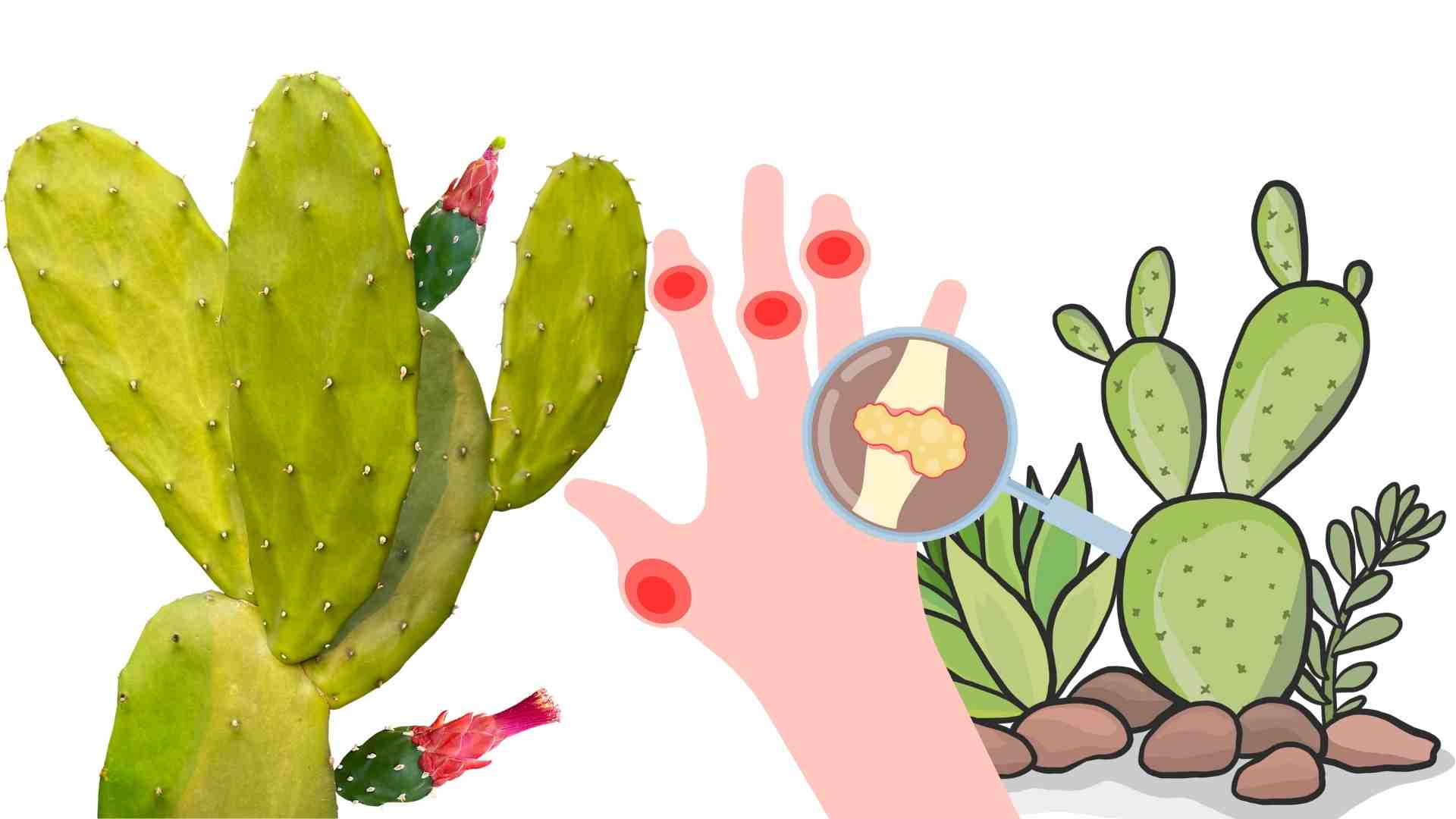 Dragon fruit helps reduce uric acid. Graphics: Ha May