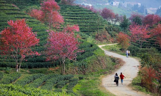 Dự án Khu đô thị sinh thái Đồi chè Ô Quý Hồ được kỳ vọng sẽ trở thành điểm nhấn mới của Sa Pa. Ảnh: Hoàng Dưỡng