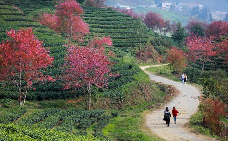 The O Quy Ho Tea Hill Ecological Urban Area Project is expected to become a new highlight of Sa Pa. Photo: Hoang Duong