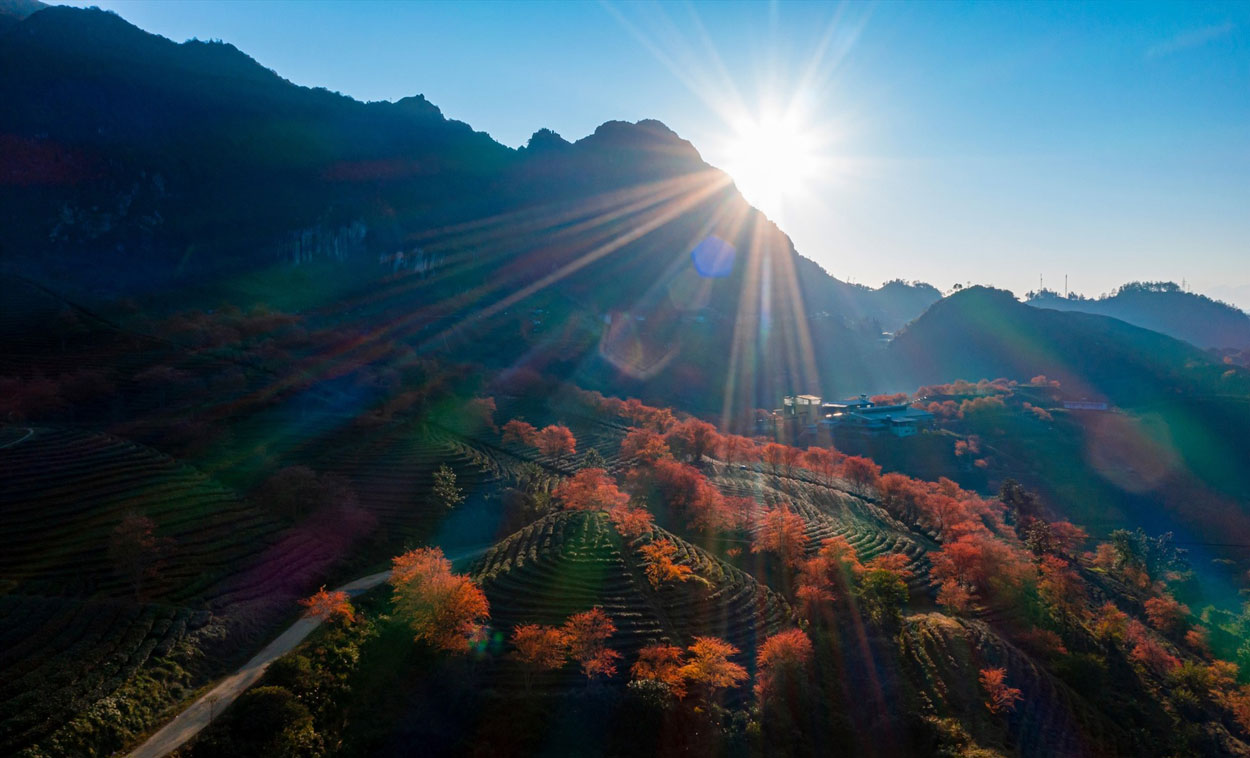 Doi che O Long nam cach trung tam Sa Pa khoang 7km ve phia Tay Bac, co do cao khoang 1.800m so voi muc nuoc bien. Anh: Hoang Duong