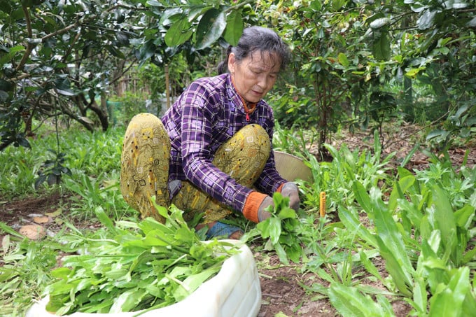 Vuon dua ket hop trong ngo gai va rau mui tau, tan dung dien tich hieu qua. Anh: Hoang Loc