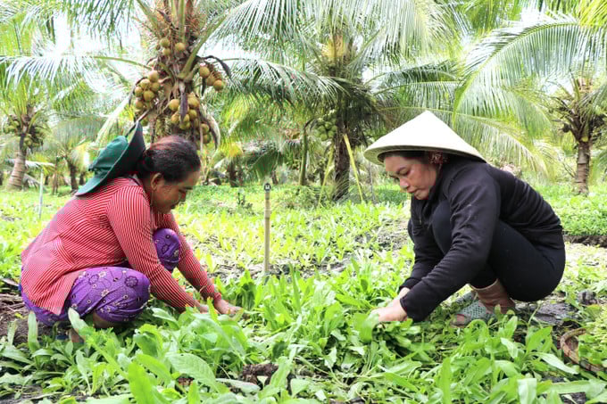 The "double-storey garden" model in Vinh Long helps farmers increase land use efficiency and increase income. Photo: Hoang Loc