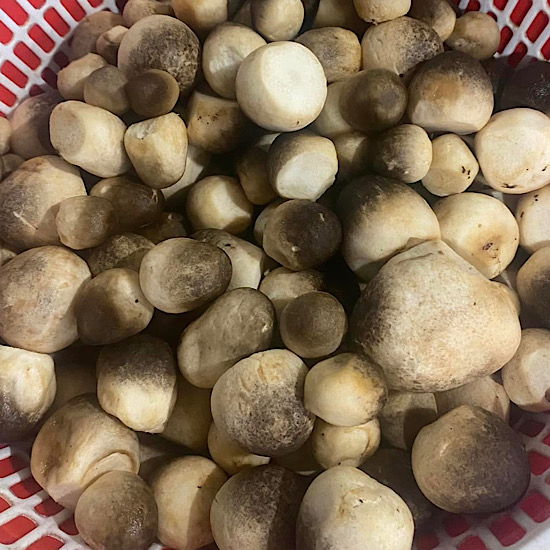 Straw mushrooms combined with green beans... are a dish that helps reduce uric acid. Photo: Quang Minh.