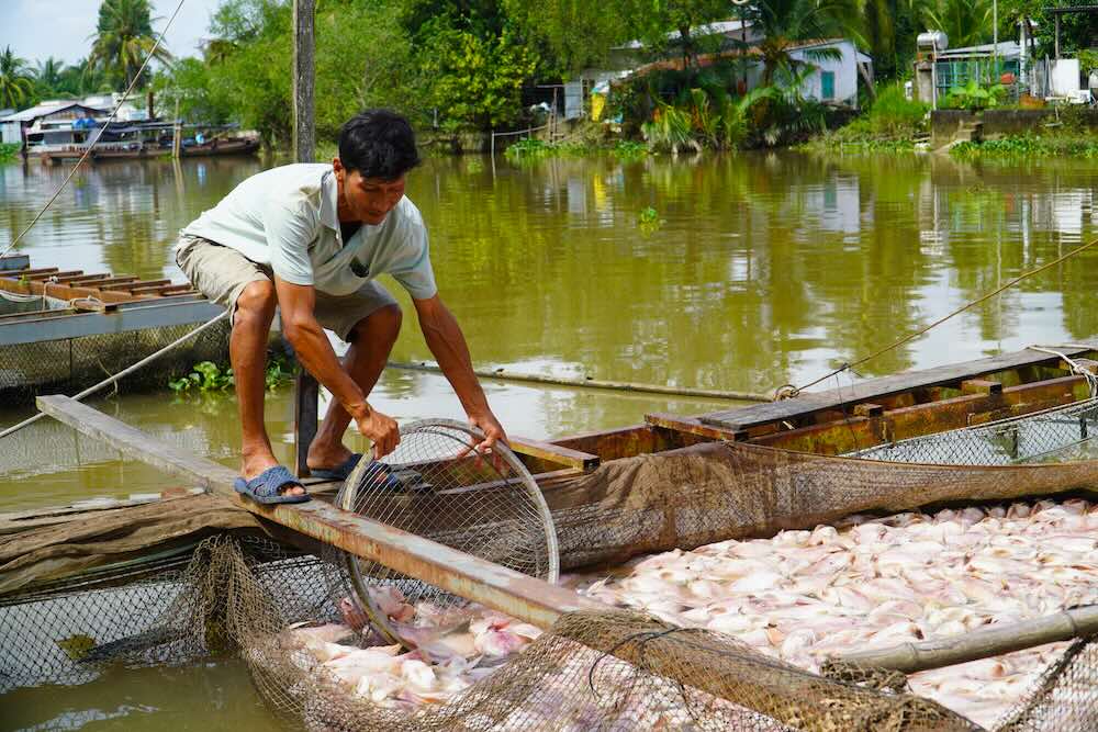 Cac ho dan tai Can Tho mong co quan chuyen mon som tim hieu, xac dinh nguyen nhan ca chet. Anh: Phong Linh.