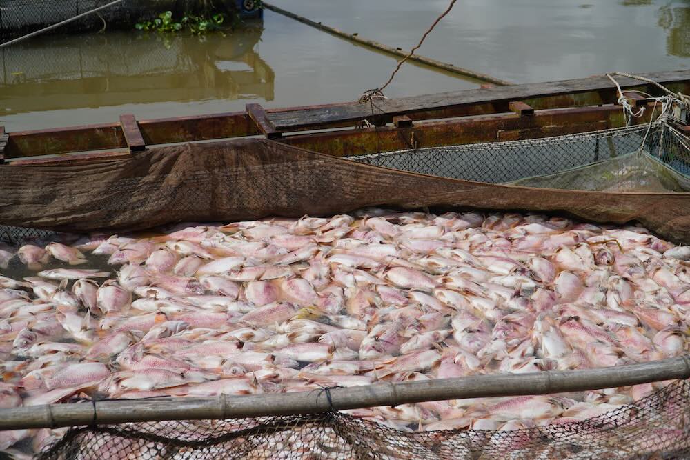 Ca dieu hong nuoi long be tai rach Cai Cui (xa Chau Thanh) chet trang