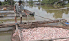Le poisson dieu hong qui eleve des cages a poissons meurt de maniere anormale a Can Tho