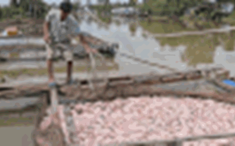 pink carp raising cages to die unusually in Can Tho