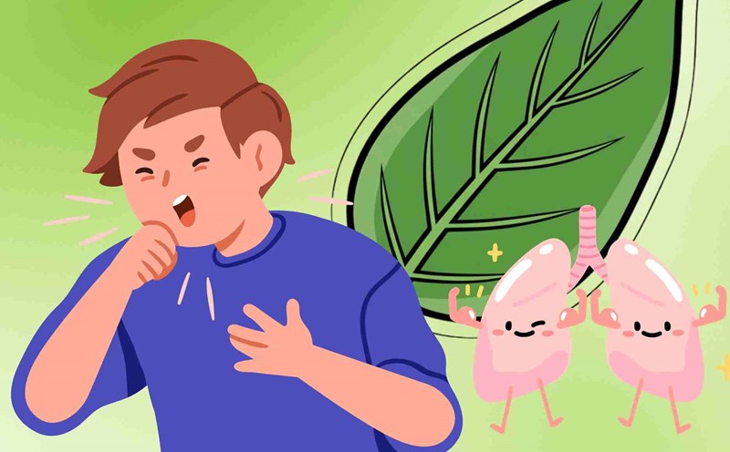 Natural medicine helps clean the lungs, effectively reduce cough when the weather changes